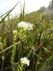 Pimelea longiflora