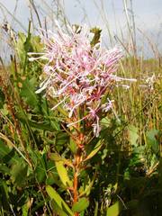Isopogon axillaris
