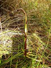 Dasypogon