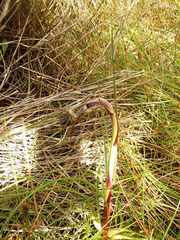 Dasypogon