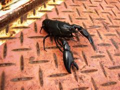 Cherax preissii