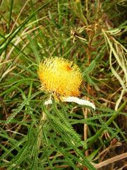 Banksia formosa