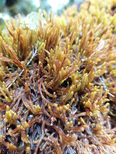Conoscyphus
