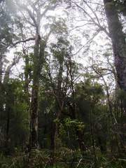 Eucalyptus jacksonii