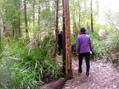 Eucalyptus jacksonii