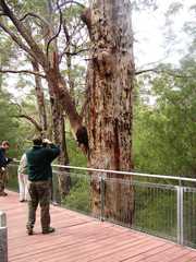 Eucalyptus jacksonii