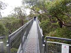 Eucalyptus jacksonii