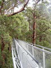 Eucalyptus jacksonii