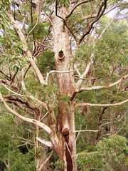 Eucalyptus jacksonii