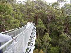 Eucalyptus jacksonii