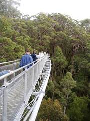 Eucalyptus jacksonii