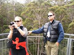 Eucalyptus jacksonii