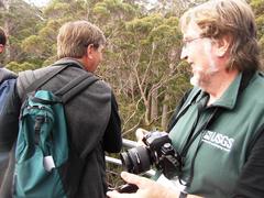 Eucalyptus jacksonii