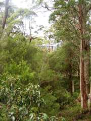 Eucalyptus jacksonii