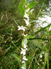 Crowea angustifolia