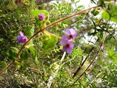 Tremandra stelligera