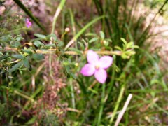 Boronia gracilipes