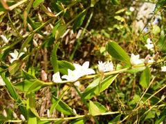 Crowea angustifolia