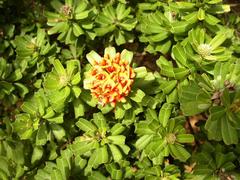 Gastrolobium bilobum