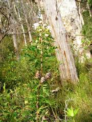 Petrophile diversifolia