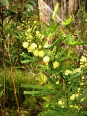 Acacia pentadenia
