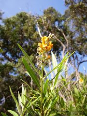 Callistachys lanceolata