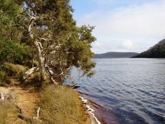 Melaleuca cuticularis