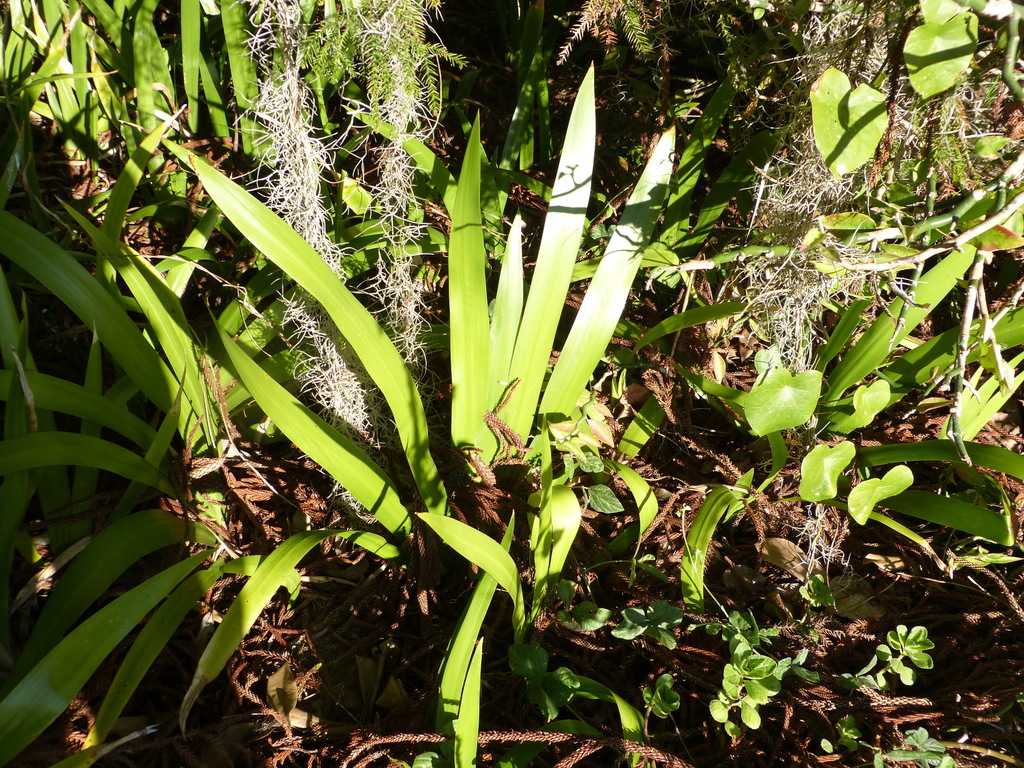 Walking Irises from Goomboorian QLD 4570, Australia on May 29, 2023 at ...