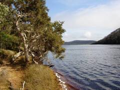 Melaleuca cuticularis