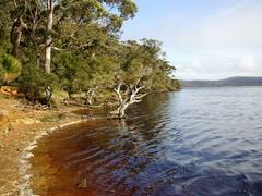 Melaleuca cuticularis