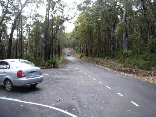 Jarrah (Eucalyptus marginata)