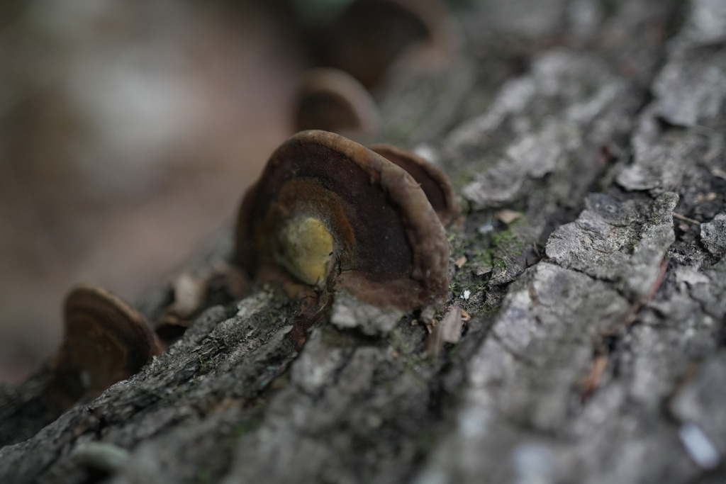 Fuscoporia gilva · May 2023 · photo: © munenori_yamakawa (iNaturalist, cc-by)