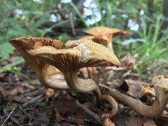 Desarmillaria caespitosa image