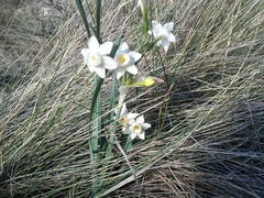 Narcissus dubius