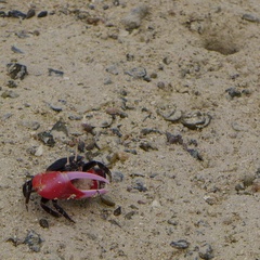 Paraleptuca crassipes