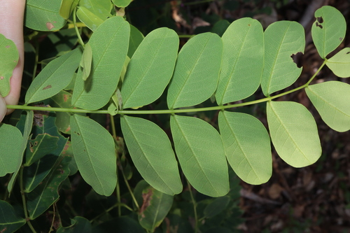 Image of Albizia by (c) Thomas Mesaglio, some rights reserved (CC BY)