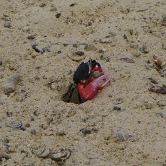 Paraleptuca crassipes