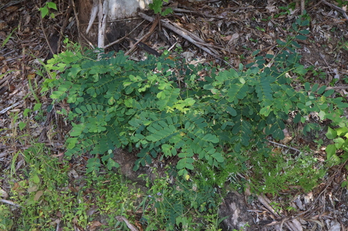 Image of Albizia by (c) Thomas Mesaglio, some rights reserved (CC BY)