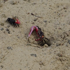 Paraleptuca crassipes