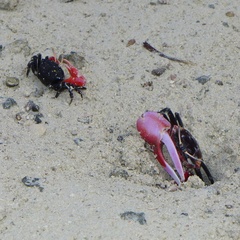 Paraleptuca crassipes