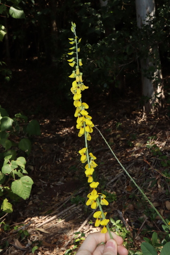 Image of Crotalaria trichotoma by (c) Thomas Mesaglio, some rights reserved (CC BY)