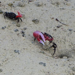 Paraleptuca crassipes