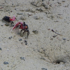 Paraleptuca crassipes