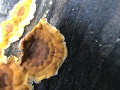 Stereum sanguinolentum