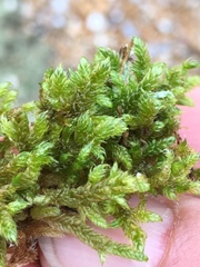 Hypnum cupressiforme lacunosum