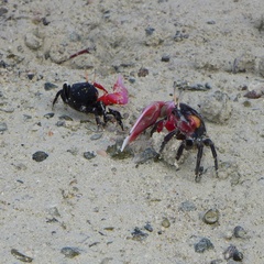 Paraleptuca crassipes