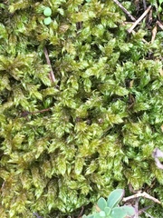 Hypnum cupressiforme lacunosum