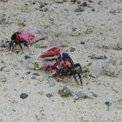 Paraleptuca crassipes