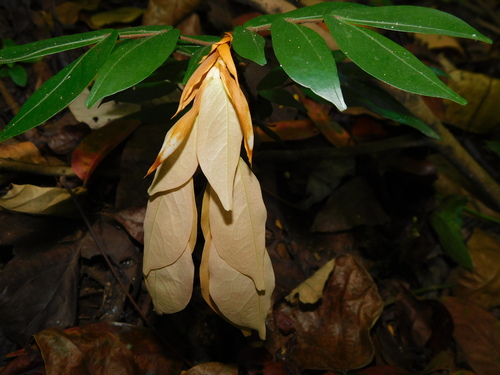 Cynometra grandiflora observed 2023-05-31