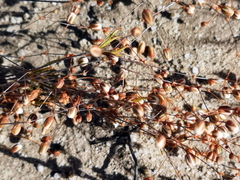 Pharnaceum dichotomum